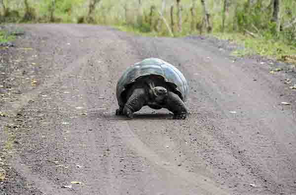 Tortuga gigante de Galápagos - isla Santa Cruz - islas Galápagos - Ecuador 2.jpg
